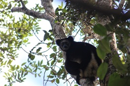 Government of Madagascar Inaugurates Makira Natural Park